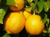citron atouts
